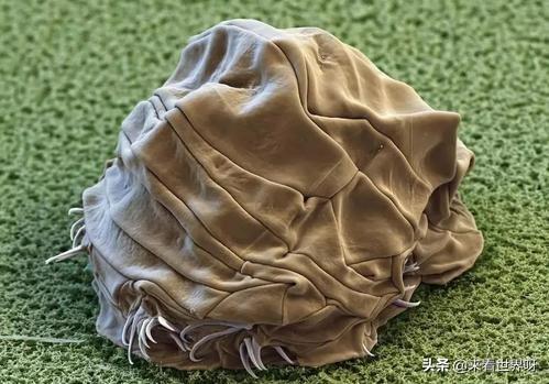 大型动物交配大全:动物多能干你能举个例子吗？