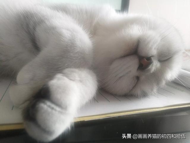 小猫一直打喷嚏其他都好:小猫打喷嚏，不是猫鼻支，想买些人用的滴鼻药，有什么推荐吗？