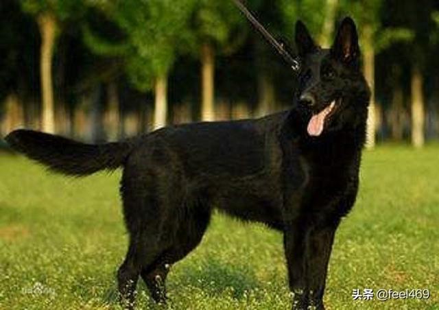 极品纯种德国牧羊犬:怎么挑选纯种东德牧羊犬？