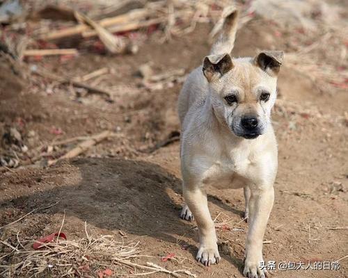 假装买狗偷走名犬:如果在垃圾箱旁边，把警犬当流浪狗给打死了，算什么行为？