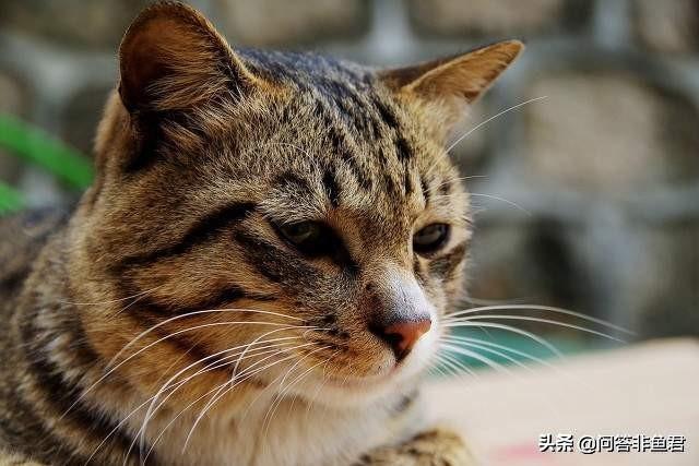 你什么时候被猫的智商震惊了？插图6