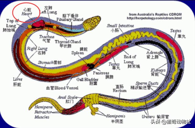 球蟒:蟒蛇的哪个部位最脆弱，遇到蟒蛇袭击，该打它哪里？