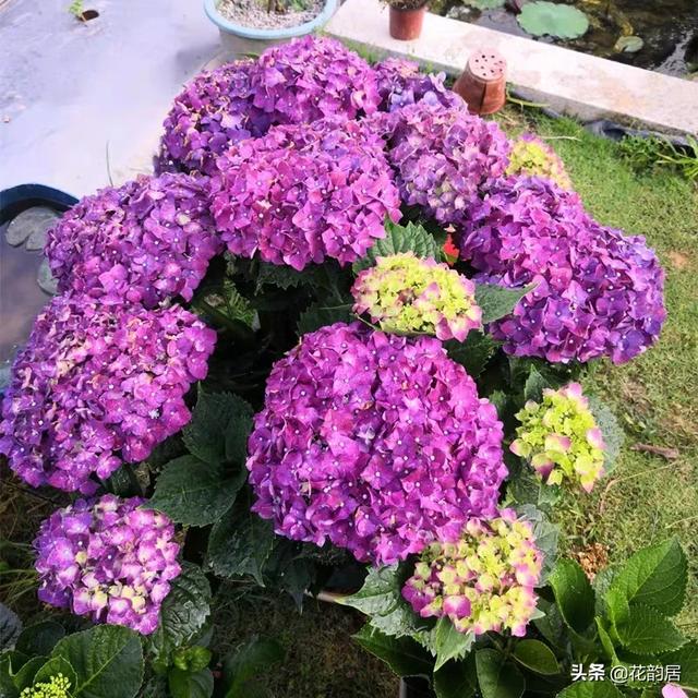 八仙花图片:银边八仙花图片 绣球到了花期还不开花该怎么做？