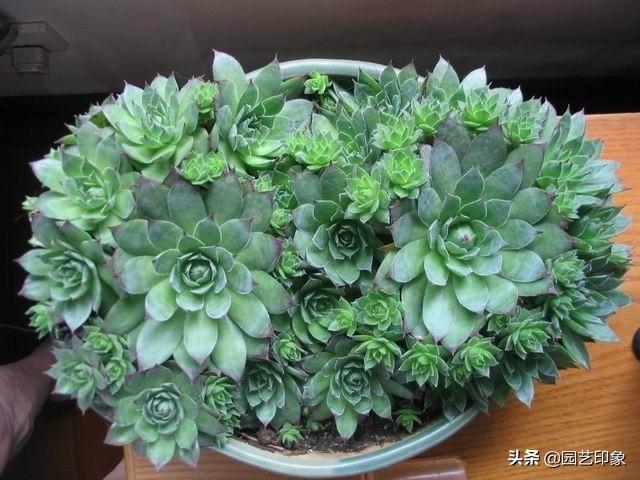 多肉景天科长生草属有哪些植物:观音莲最大能长多大呀有图片吗？