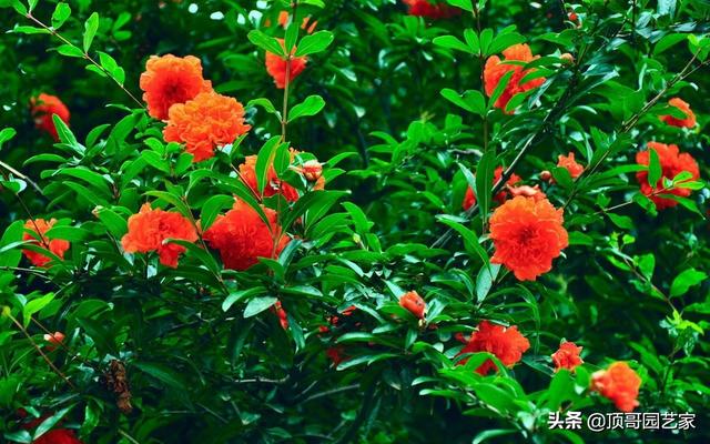 头条问答 院子里种啥绿植物好 花园洋房的院子 47个回答