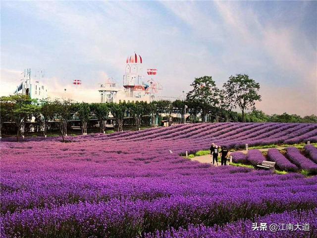 大岛熏:上海薰衣草去哪里观赏好？