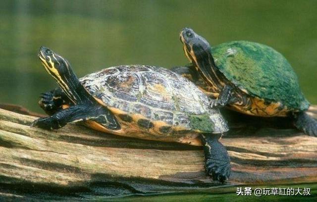 养枯叶龟需要过滤吗:用整理箱养乌龟要不要带排水的功能？ 养乌枯叶龟为什么要放叶子