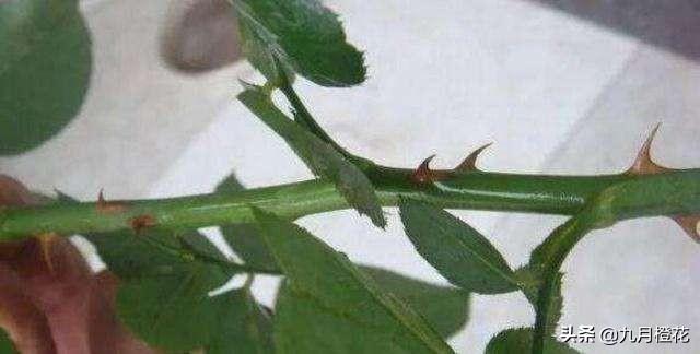 新疆月季花的栽培:新疆昼夜温差比较大，适合养什么种类的花呢？