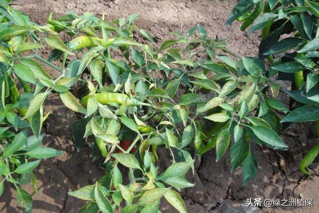 头条问答 - 螺丝椒种植方法和病害?(7个回答)