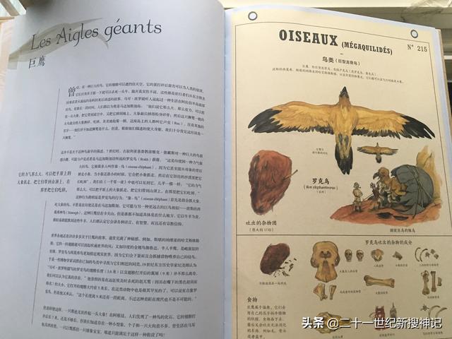 象鸟:鲲鹏是否真的存在，两千年前庄子在北海看到的到底是什么？