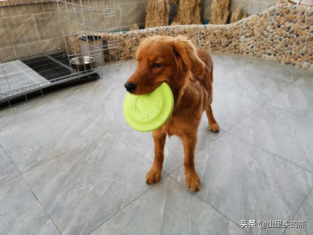 狗不爱吃饭怎么办？