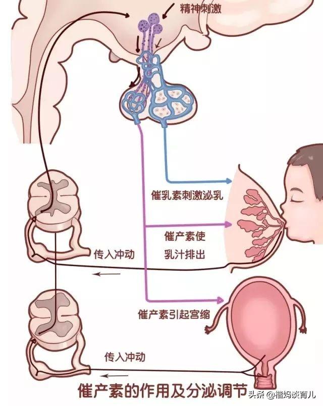 哺乳期意外断奶怎样才能恢复奶水哺乳