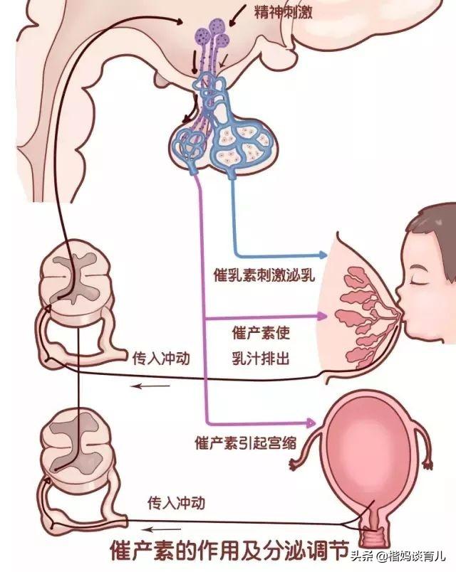 回奶过程图图片