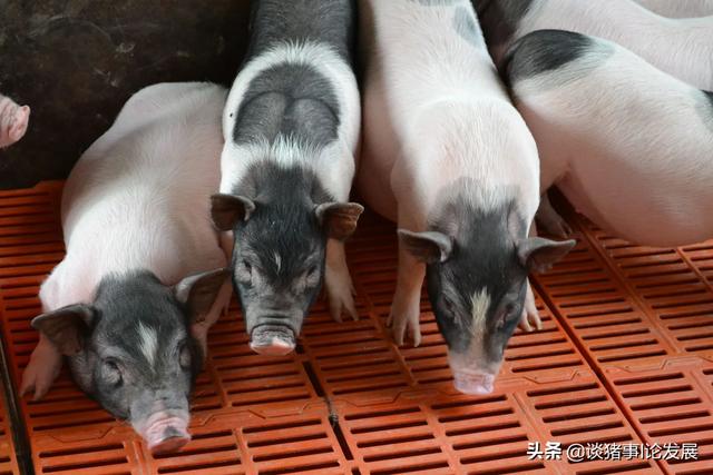巴马香猪产前预兆:怀孕巴马香猪吃发酵饲料还要补充营养吗？