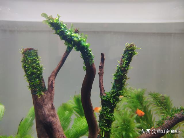 水草造景视频:鱼缸造景，不用灯行不行，不需要光照的水草有吗？