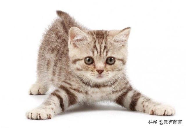 2个月大小猫吃什么:两月大的猫可以喝牛奶吗？有什么需要注意的吗？