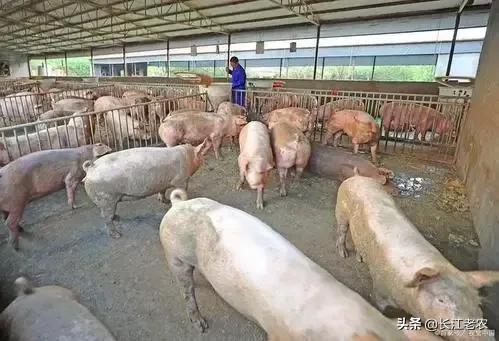 猪肉价格下滑，另一农产品价格却迎来上涨？生活成本或将又要提高，米面价格上涨，猪肉价格下跌，明年还能养猪吗？