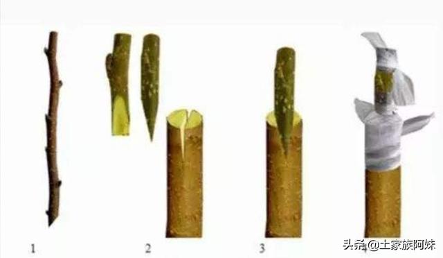 核桃树的嫁接最佳时间是什么时候?-图4