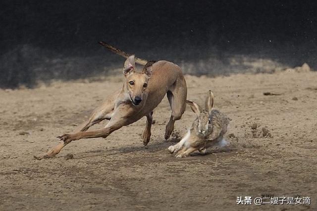 实拍细狗撵兔子:细狗撵兔子视频 细狗跑着跑着死了是什么原因？