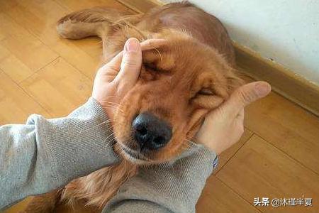 金毛犬性格:金毛有什么特点?养金毛要注意点什么？