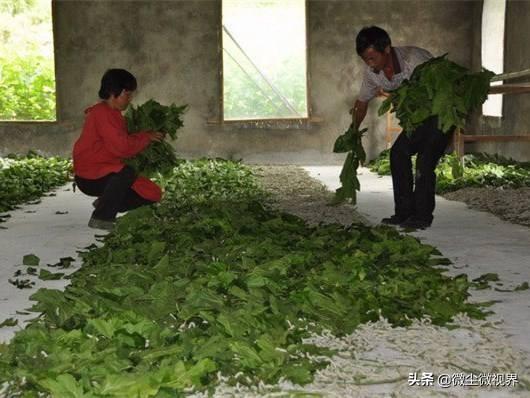 春蚕中母亲养蚕的过程:养蚕过程中，蚕室蚕具应该如何科学的进行消毒处理？