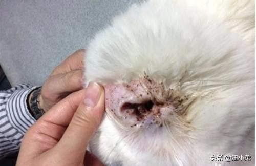 猫耳螨对人有什么症状:小苏打能给猫咪治疗螨虫吗？