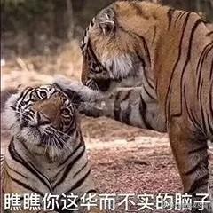 猫捉老鼠图片:什么样的猫会抓老鼠？抓老鼠的猫有什么特征？