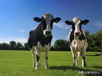 牛配种视频:小母牛什么时间配种最好？