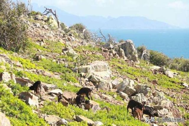 澳洲野犬长途奔袭30公里:澳洲兔子和山羊那么多，为什么不抓来卖，还要出那么多钱去消灭？