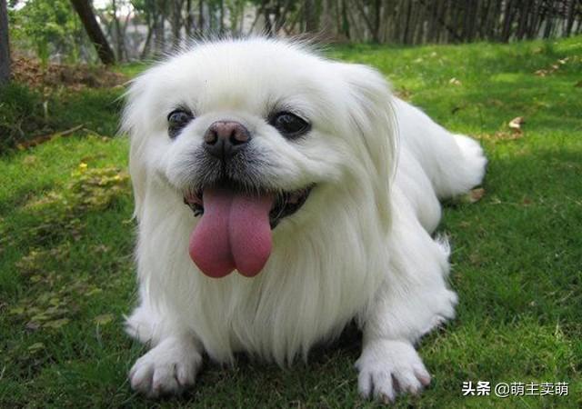2020巴哥犬好养吗:一只小巴哥犬多少钱？巴哥犬好养吗？