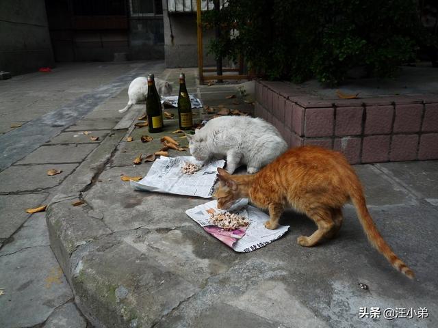 搓手猫现在怎么了:养了一年的小猫，刚洗澡大拇指被咬出血了？需要打针吗？