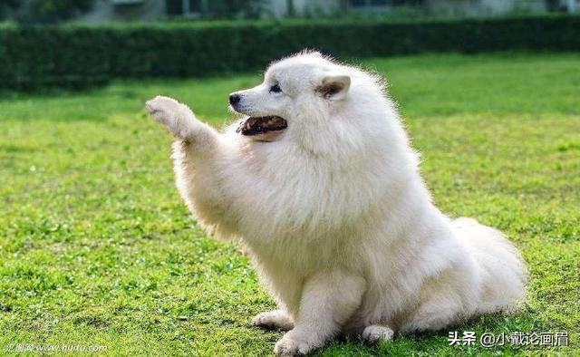 中国宠物狗的品种及图片大全:你认为在中国哪10种狗狗最受欢迎？
