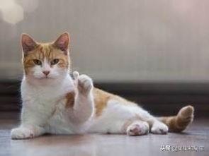 猫咪减肥容易吗:猫太肥会不会生病，猫太肥容易高血压吗？