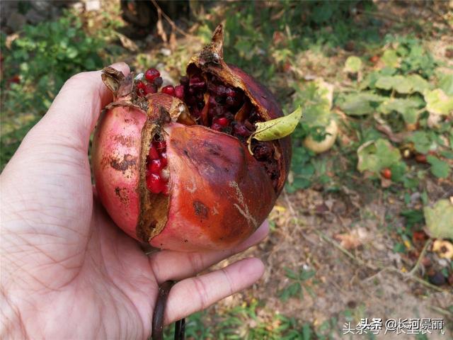 头条问答 - 石榴腐烂病用什么农药?(4个回答)