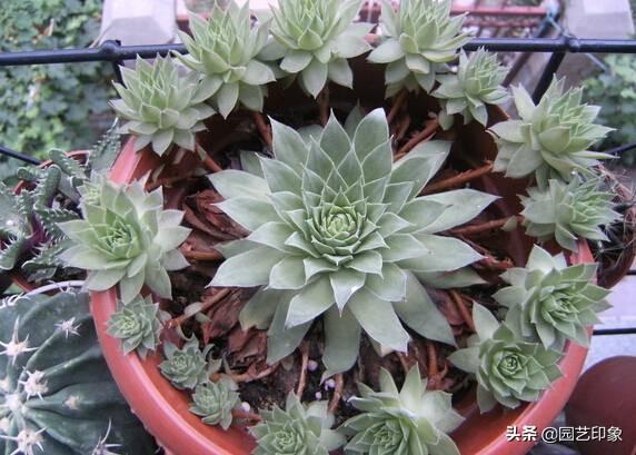 长生草属多肉植物图片:长生草属多肉 在网上买的多肉摊开了是怎么回事？