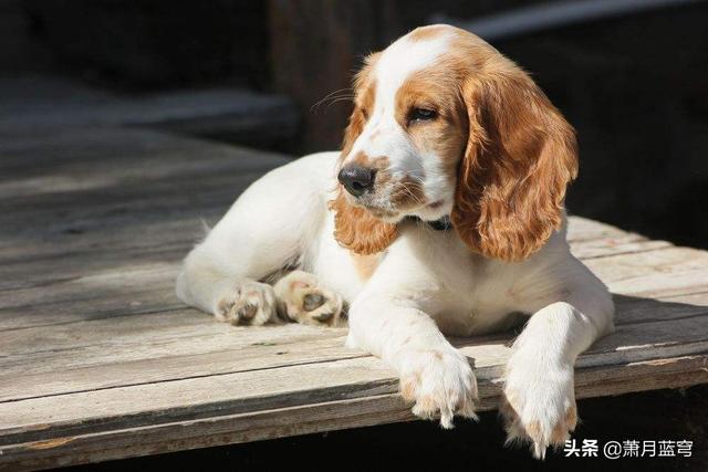 巴吉度犬和比格犬的区别:请问大家，100平的房子养什么大型狗狗合适？