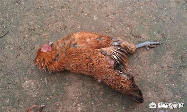 鸡被老鼠咬了怎么办:农村的土鸡吃了耗子药，咋办啊？有哪些方法能把它救回来呢？