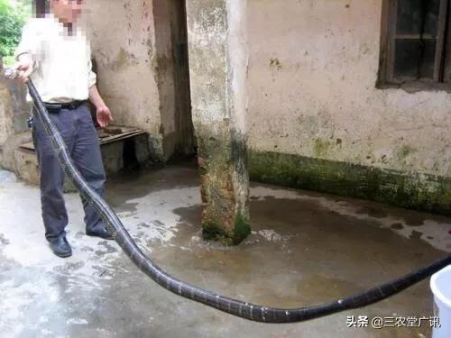 云南发现真龙，云南一村民，在鱼塘发现4米长眼镜王蛇，为啥不让它爬上岸呢