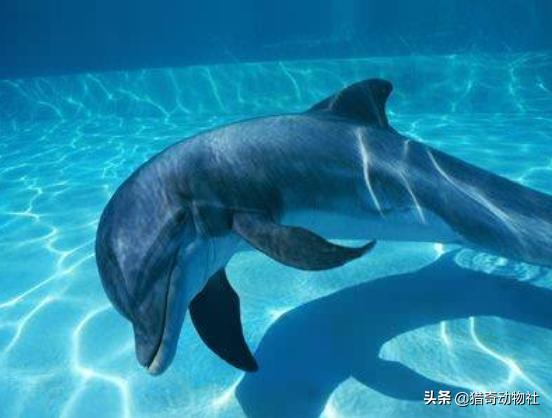 猫头鹰的生活习性:为什么猫头鹰总是闭一只眼？