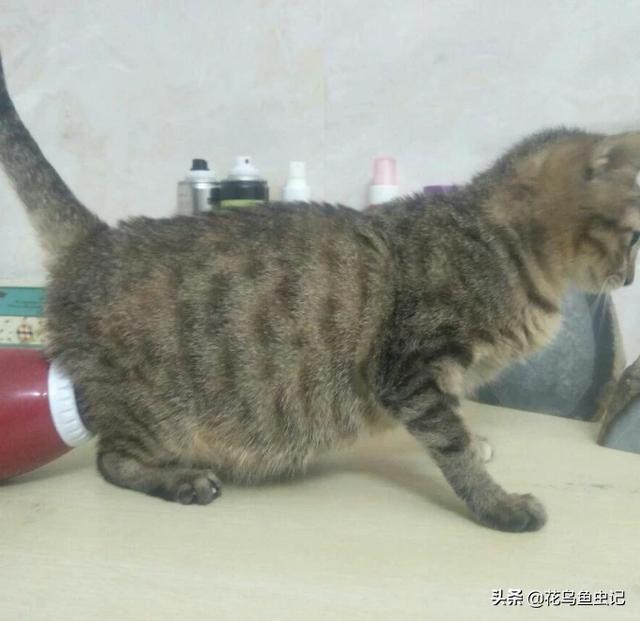 猫咪怀孕会食欲降低吗，这个猫怀孕了，有人知道怎么判断什么时候生吗它需要些什么