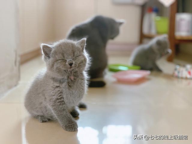 怀孕家里养猫注意事项:猫咪怀孕期间要注意哪些问题？