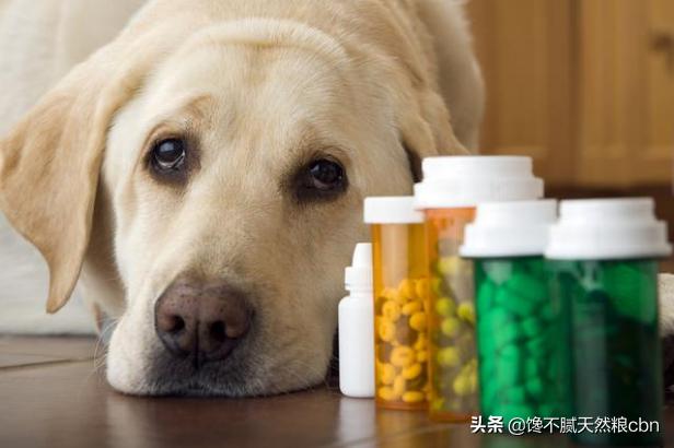 莱姆病症状有什么:抗莱姆病有什么真症状 引起狗狗肾衰竭的原因有哪些？该怎么预防？
