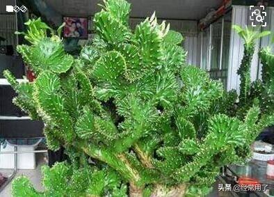 燕子掌嫁接:麒麟掌和什么植物嫁接好？