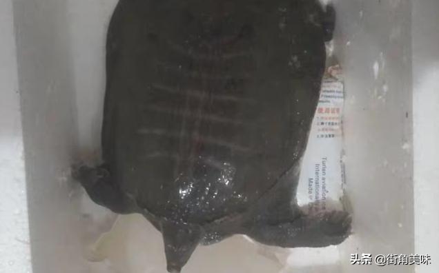 甲鱼放冰箱冷藏饿死了,还能吃吗？