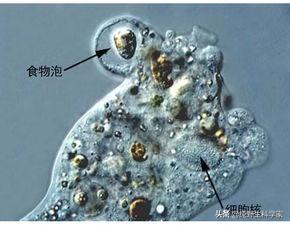 旋齿鲨vs邓氏鱼视频:数亿年前，海洋霸主是谁？