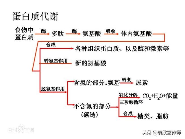 蛋白质的代谢过程图解图片