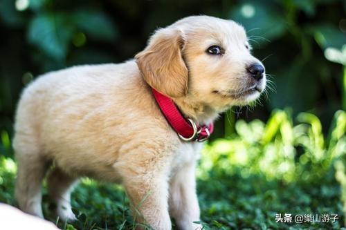 成年母金毛犬的喂养:金毛犬怎么喂养，金毛犬的喂养常识？ 成年金毛犬喂养方法