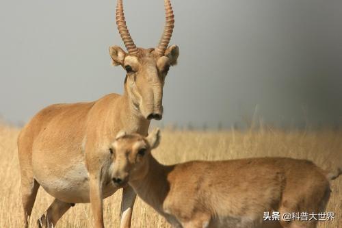 侏儒眼镜猴灭绝说出两个原因:宋朝经济不差，为什么还会积贫积弱呢？