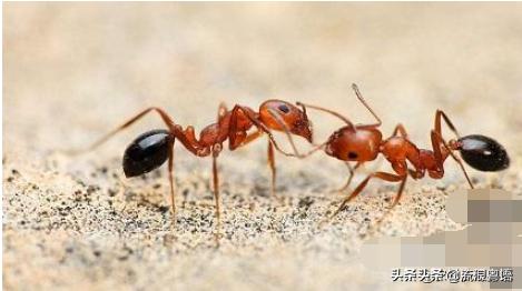 头条问答 杀蚂蚊用什么药水喷 深山的原鸡的回答 0赞