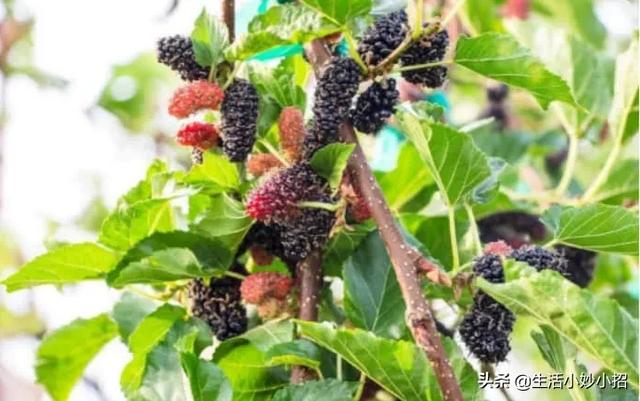 我家住在顶楼，最近想在楼顶搞一个空中花园，能否请大家提供好思路？插图66